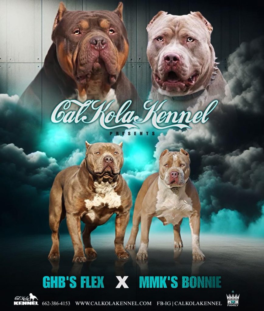 XL Pitbull puppies
