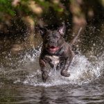 8 XL Pitbull Exercises for Keeping Your American Bully Strong and Fit