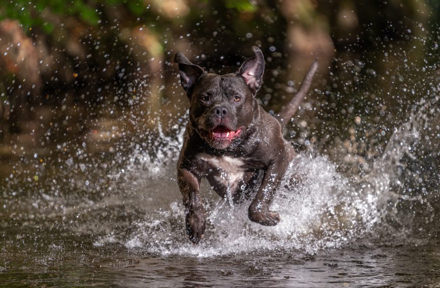 8 XL Pitbull Exercises for Keeping Your American Bully Strong and Fit