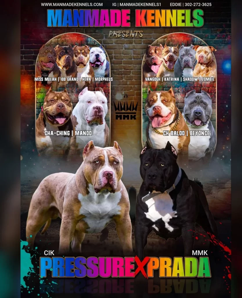 American bully breeding banner 2025