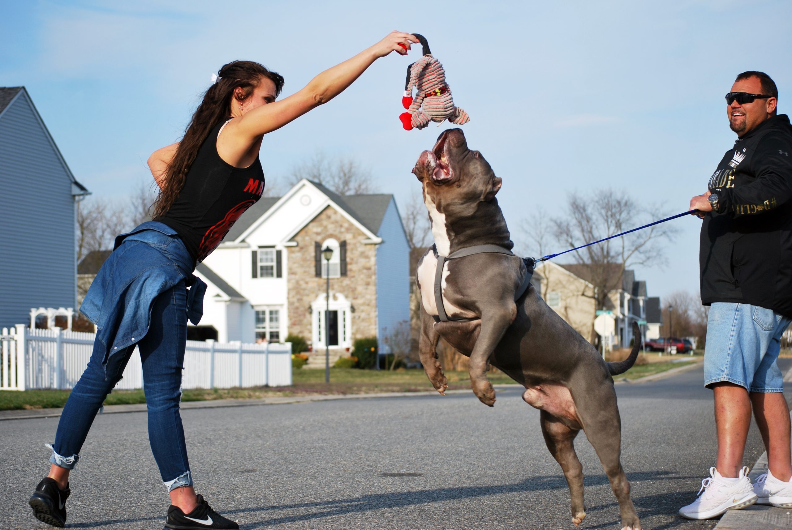 XL pitbull dog playing outside