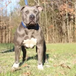 XL pitbull dogs