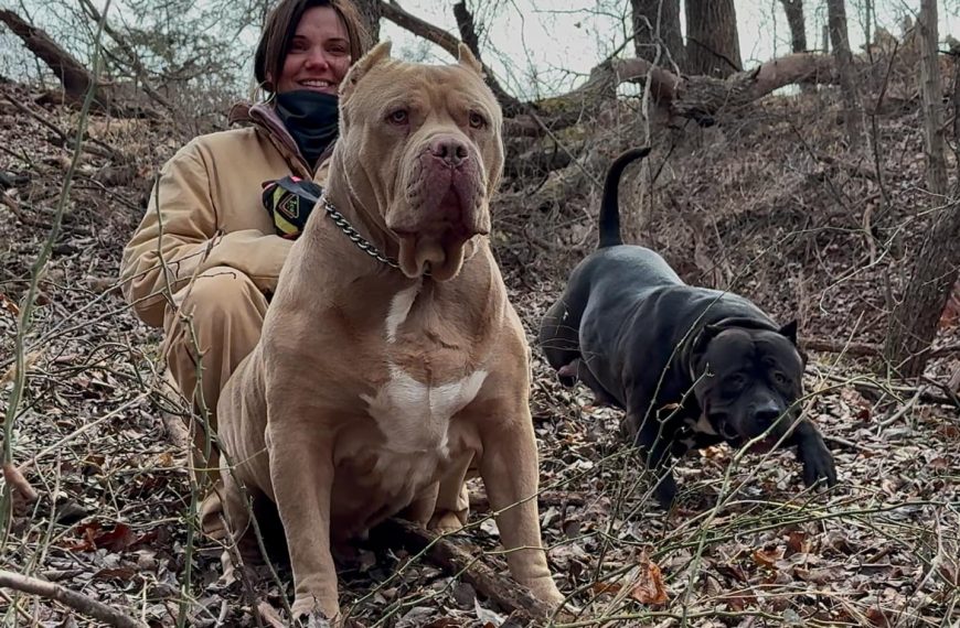 Why American Bullies Are the Best Farming Dogs for Ranchers.