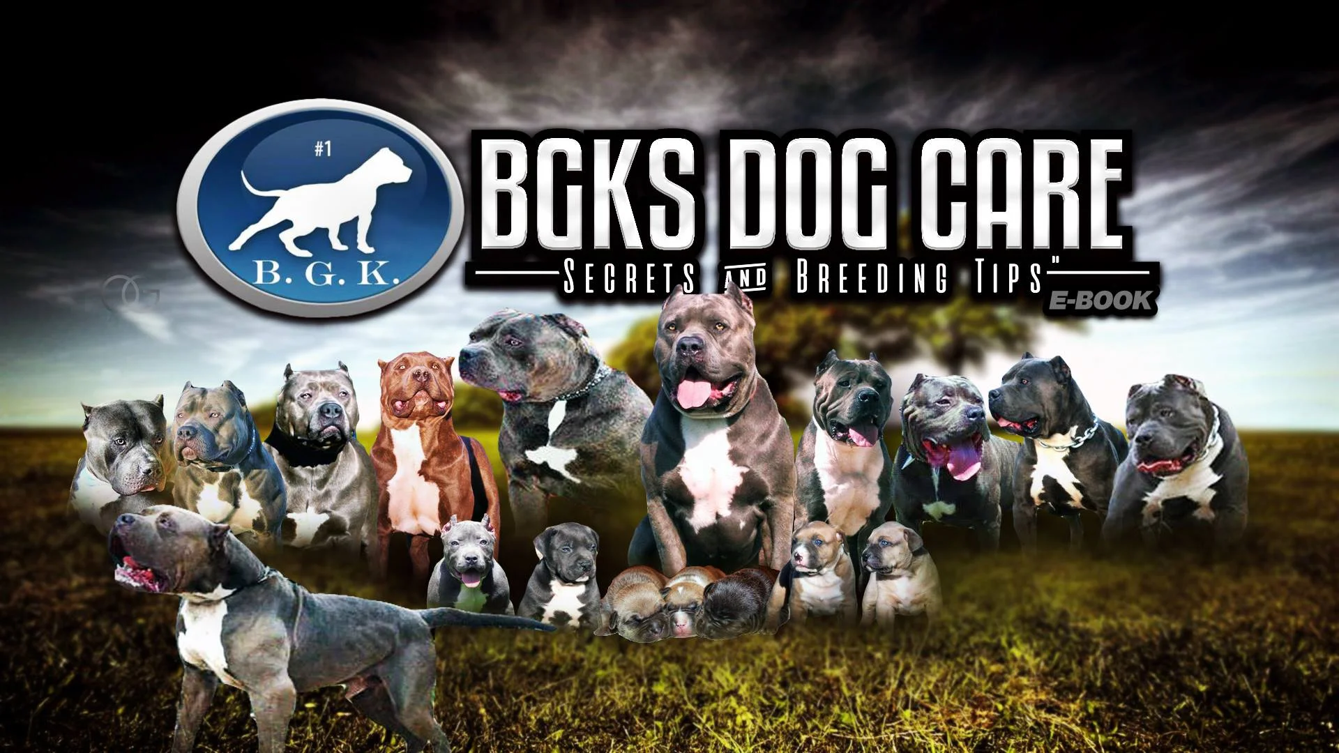 BGK Kennels