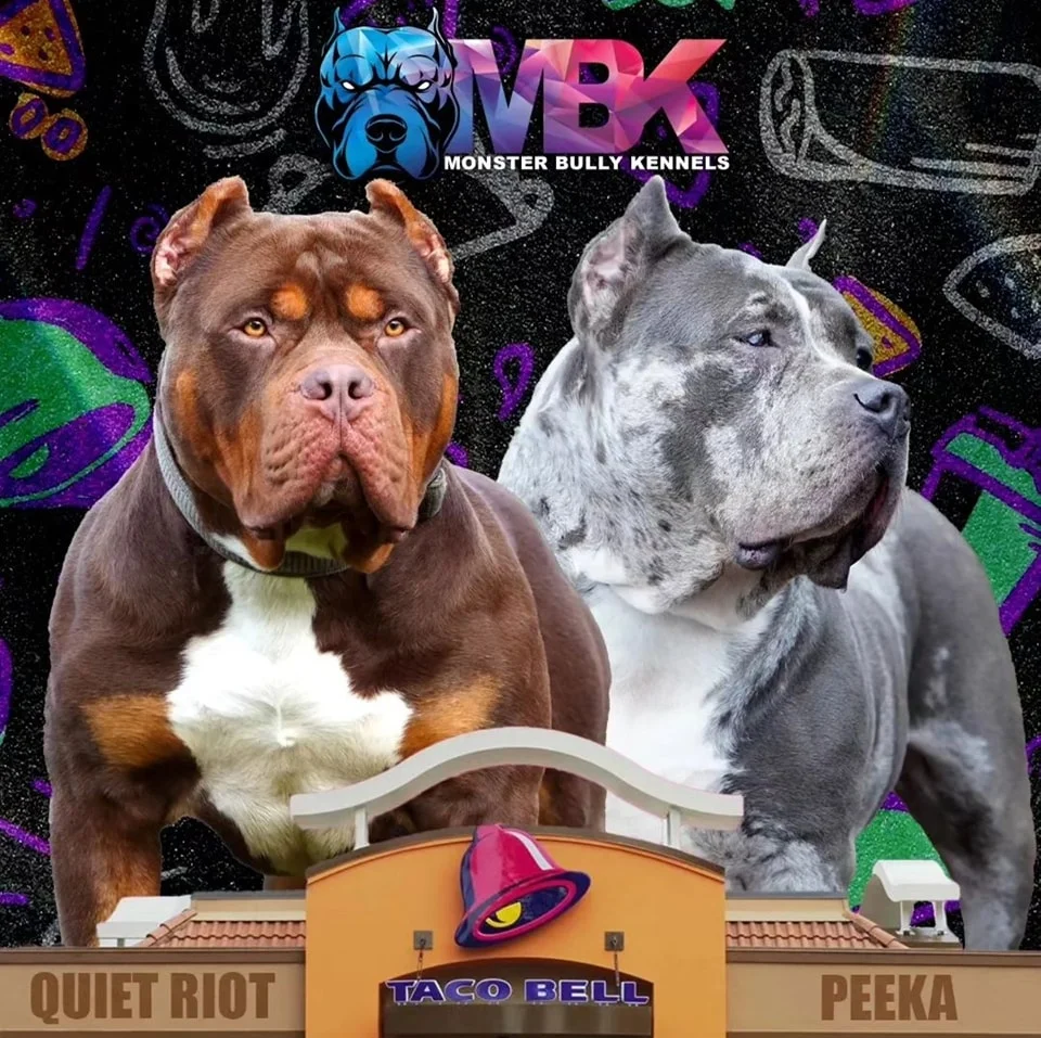 Monster Bully Kennels MBK