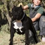 Trusted XL Bully Breeders