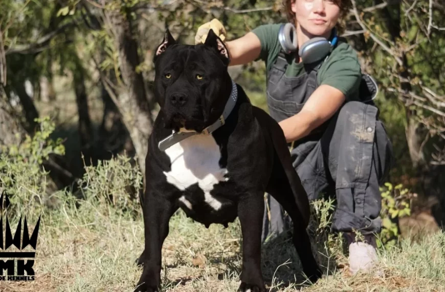 Trusted XL Bully Breeders