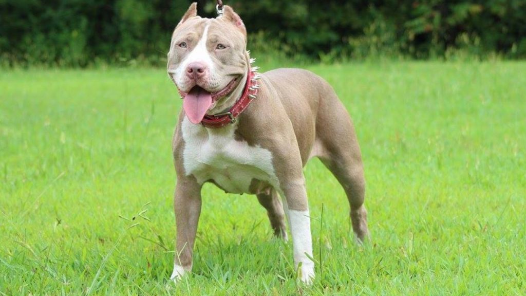 XL American pitbull breeders