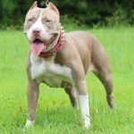 XL American pitbull breeders