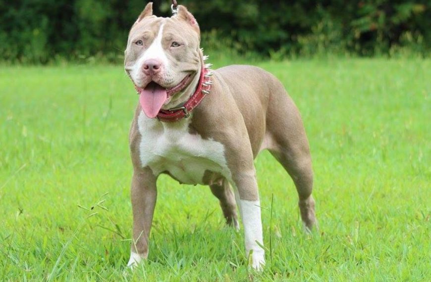 XL American pitbull breeders