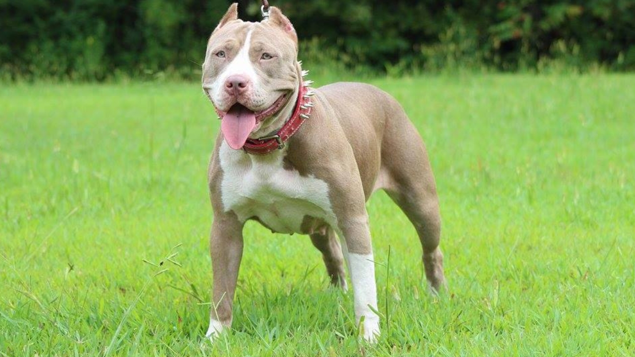 XL American pitbull breeders