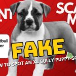 How to Spot a Fake XL Blue Nose Pitbull Puppy Listing