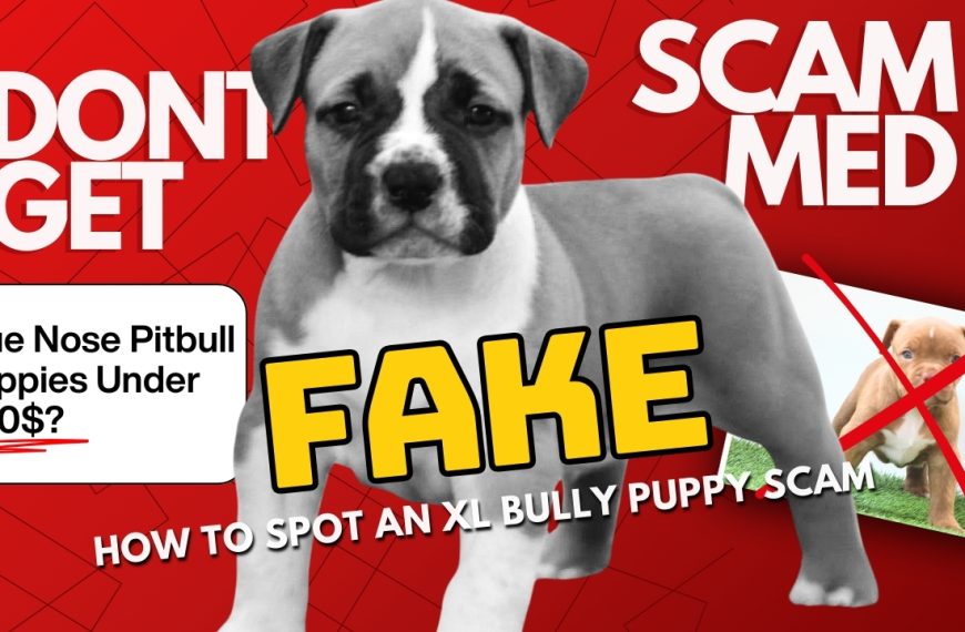 How to Spot a Fake XL Blue Nose Pitbull Puppy Listing