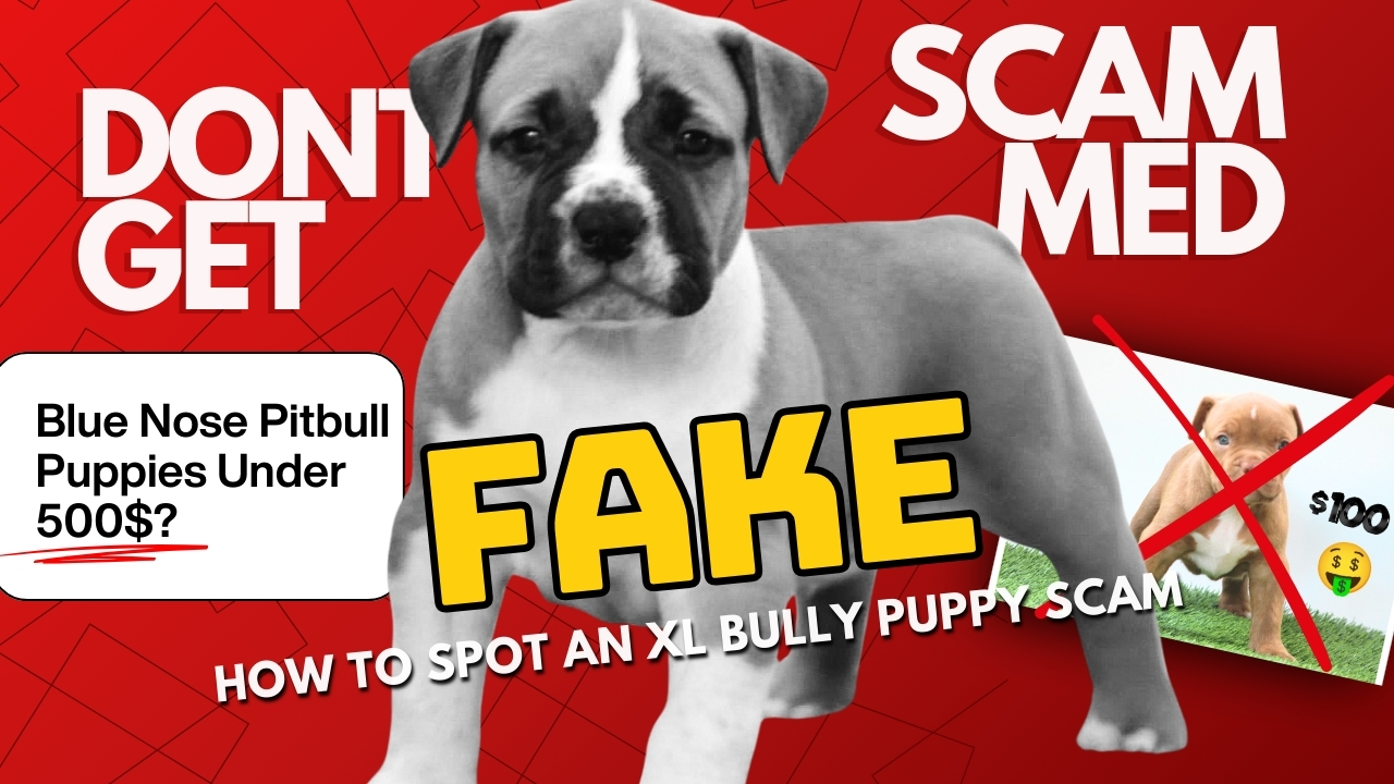 How to Spot a Fake XL Blue Nose Pitbull Puppy Listing