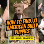 XL American Bully Puppies with Health Guarantee