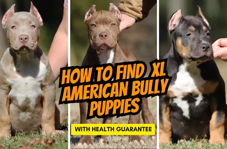 XL American Bully Puppies with Health Guarantee