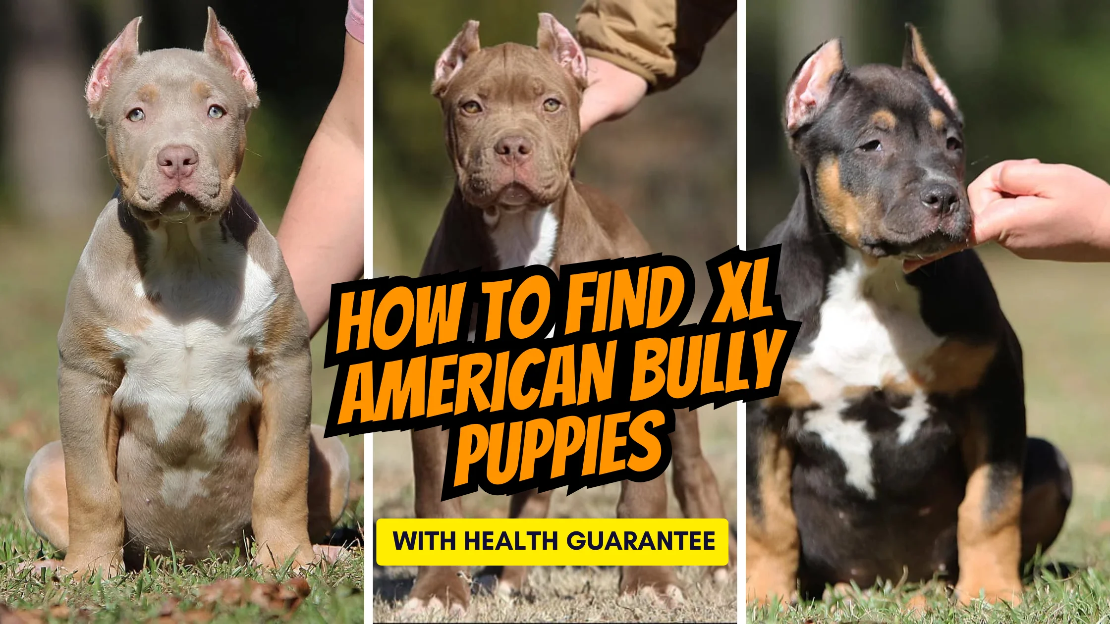 XL American Bully Puppies with Health Guarantee