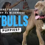 XL Blue Nose Pitbull