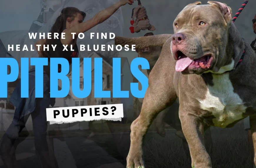 XL Blue Nose Pitbull