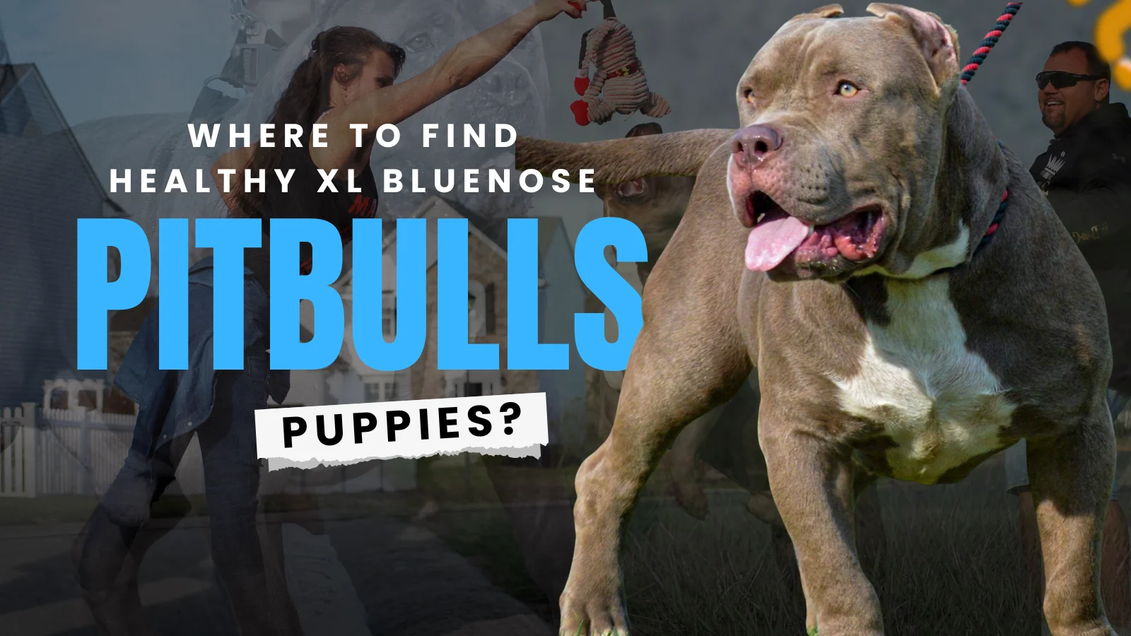 XL Blue Nose Pitbull