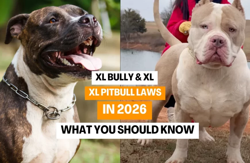 XL Bully & XL Pitbull Laws in 2026