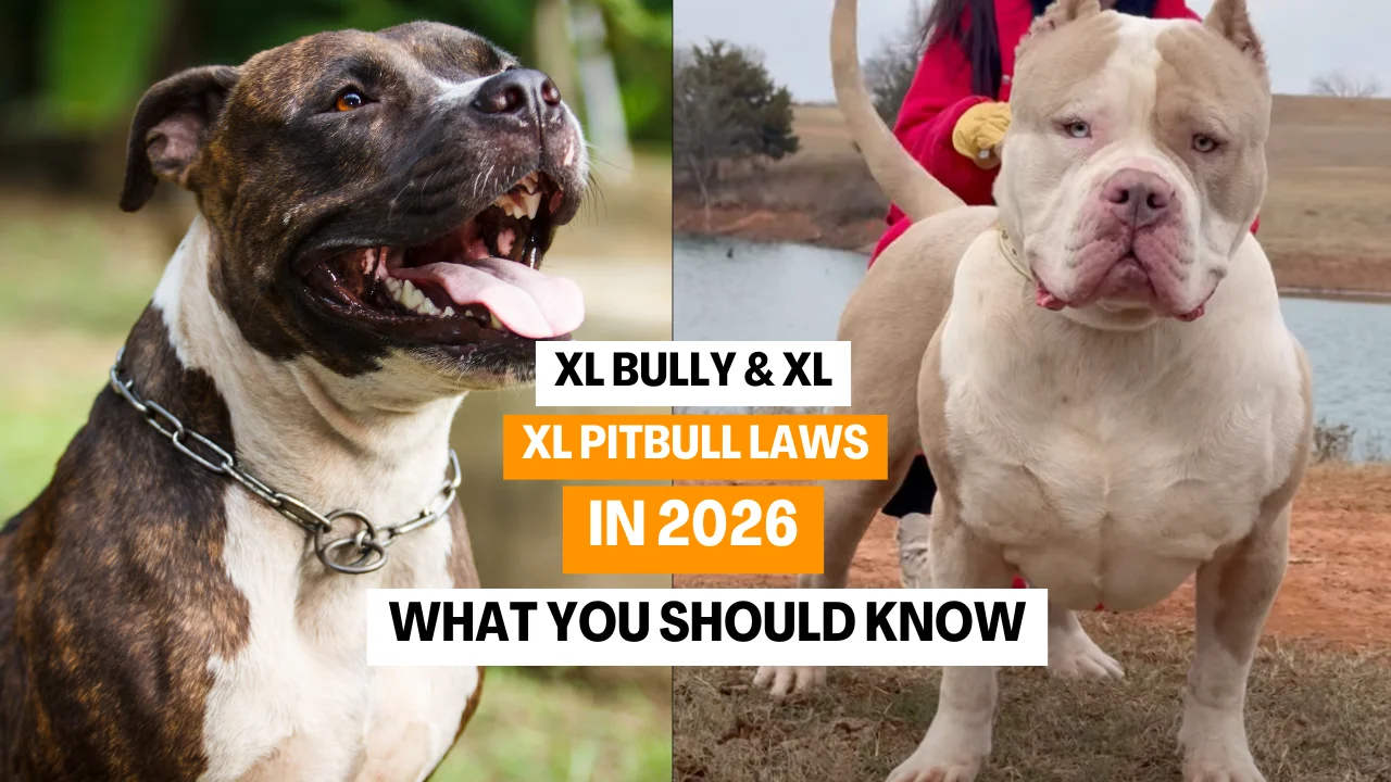 XL Bully & XL Pitbull Laws in 2026