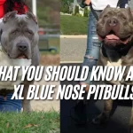 XL Blue Nose Pitbull Puppies Guide 2026