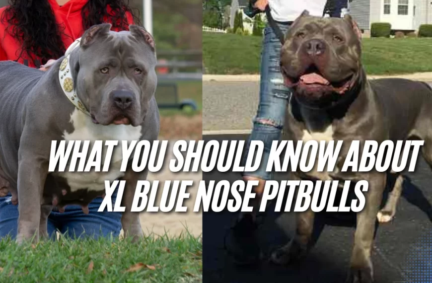 XL Blue Nose Pitbull Puppies Guide 2026