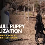 XL Pitbull Puppy Socialization Tips