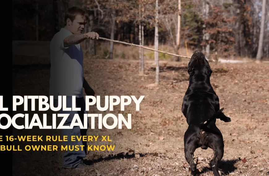 XL Pitbull Puppy Socialization Tips