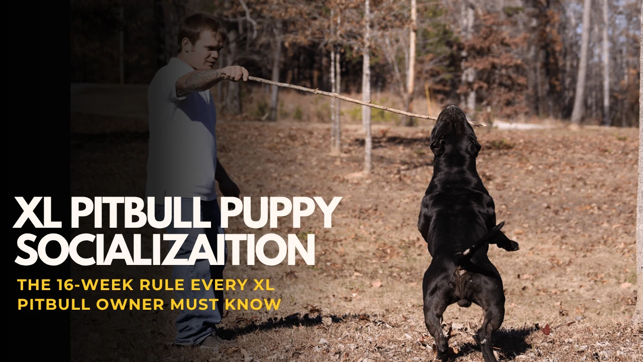 XL Pitbull Puppy Socialization Tips