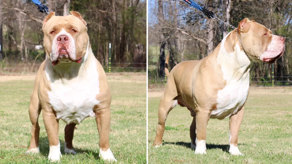 XL Pitbull Puppies Explained