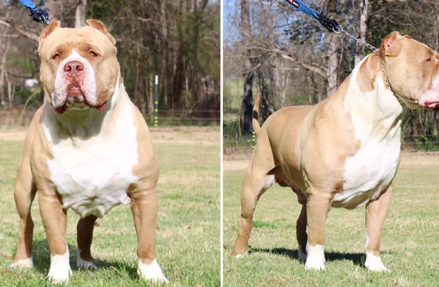 XL Pitbull Puppies Explained